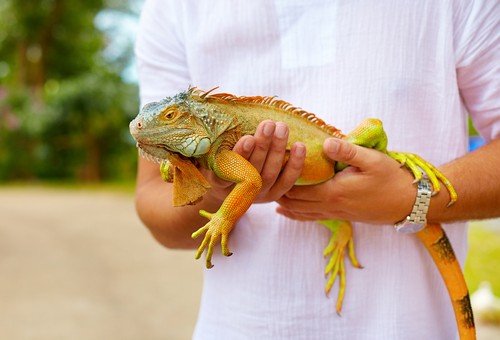 Exotic Pet services